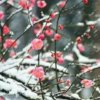 腊月梅花的头像