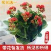 秋水伊人的头像