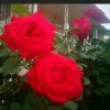 玫瑰花的头像
