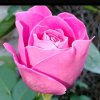 小芳的头像