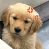 小茹的头像