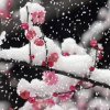 冬枝雪梅的头像