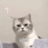 无需多言的头像