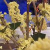 桂花香香（退）的头像