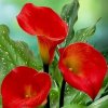 芳芳 jsf的头像