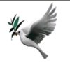  鸽子 的头像