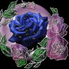 蓝玫瑰。的头像
