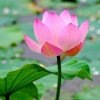 幸福相伴的头像