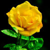 黄玫瑰的头像