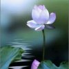 雾里看花的头像