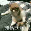 坏坏的头像