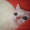 猫小小的头像