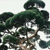 常青树的头像