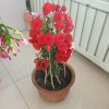 梅兰竹菊。的头像