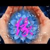 相思豆，的头像