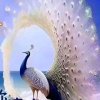 平常心的头像