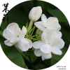 茉莉花的头像