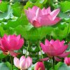 ༄༊࿆巧缘࿐（都取关，不互动了累）的头像