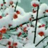 寒梅傲雪的头像
