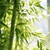 心如莲花的头像