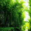 竹林听雨的头像