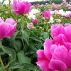 芬《有访必回》的头像