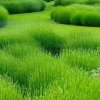 芬芳（忙！回复不周见谅）的头像