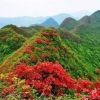 琴的头像