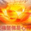 佛缘歌词编辑 爱的奉献的头像