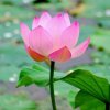 素颜如花的头像