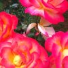 君芳娟梓的头像