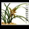 真，诚(业余爱好不玩币)的头像