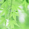 幸福人的头像