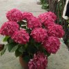 花落无声的头像