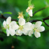 Ling Shumei的头像