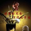 珍惜拥有的头像