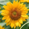 悠悠【拒私信暂退】的头像