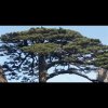 一棵树的头像