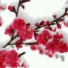 雪中梅的头像
