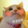 喵喵的头像