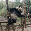 阳光灿烂的头像