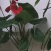 新闻联播的头像