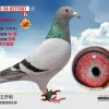 淡定的头像