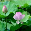 从头再来（封心锁爱）的头像