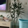 飞鹰的头像