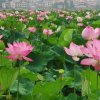 回忆的头像