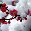 傲雪寒梅的头像