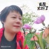 友爱佳杨姐的头像