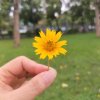 杜鹃花的头像