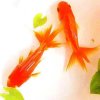 小小的头像